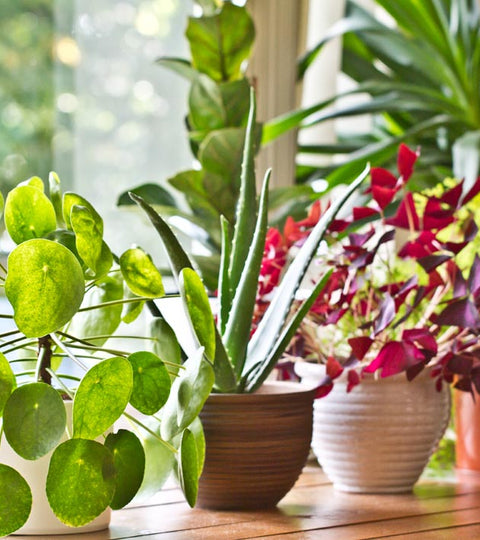 Do You Have a Green Thumb or Black Thumb When It Comes to House Plants?